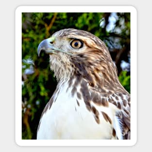 Red Tailed Hawk Sticker